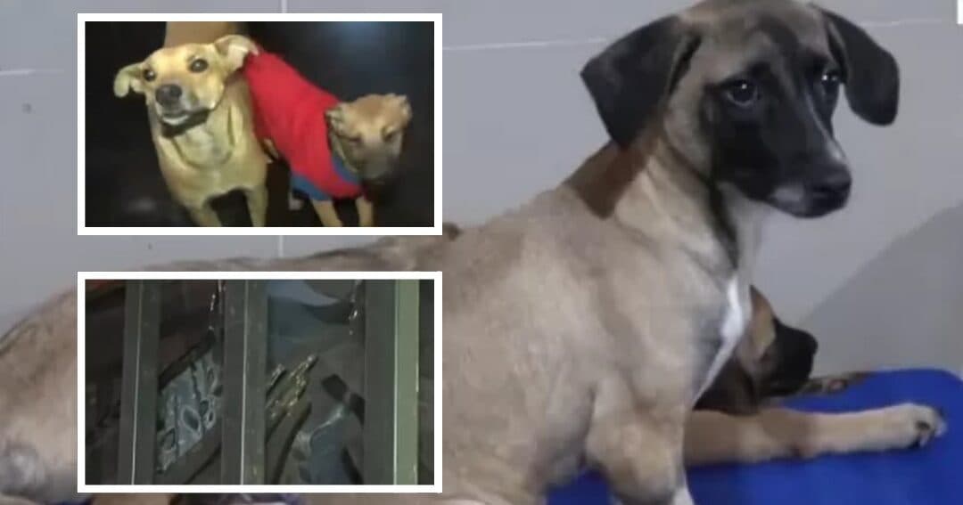 Extorsionadores detonan explosivo en albergue de perros